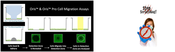 Cell invasion adhesion and migration