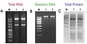 http://norgenbiotek.com/product_images/rnadnaprotein_purification_kit-23500-figure1.jpg