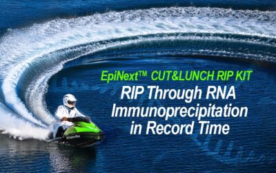 CUT&LUNCH RNA Immunoprecipitation (RIP) Kit by EpigenTek