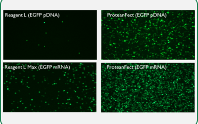 OriGene Webinar: Discover a Better Way to Transfect Difficult Cells