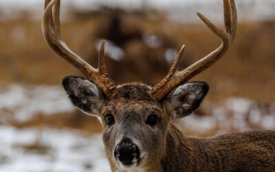 Arbor Assays’ ELISA kits for Wildlife fertility